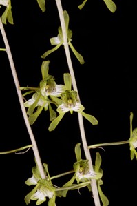 Oeceoclades spathulifera Huntington's Green Goblin AM/AOS 82 pts. Plant